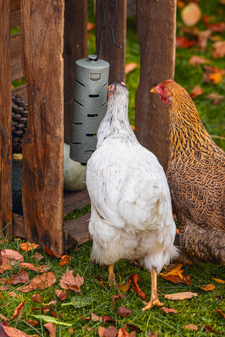 beeztees Hühner-Snackrolle